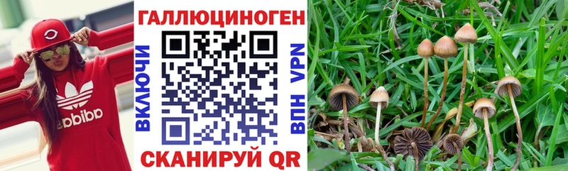 Псилоцибиновые грибы Psilocybe Дзержинский